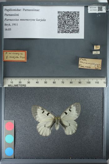 Media type: image;   Entomology 175504